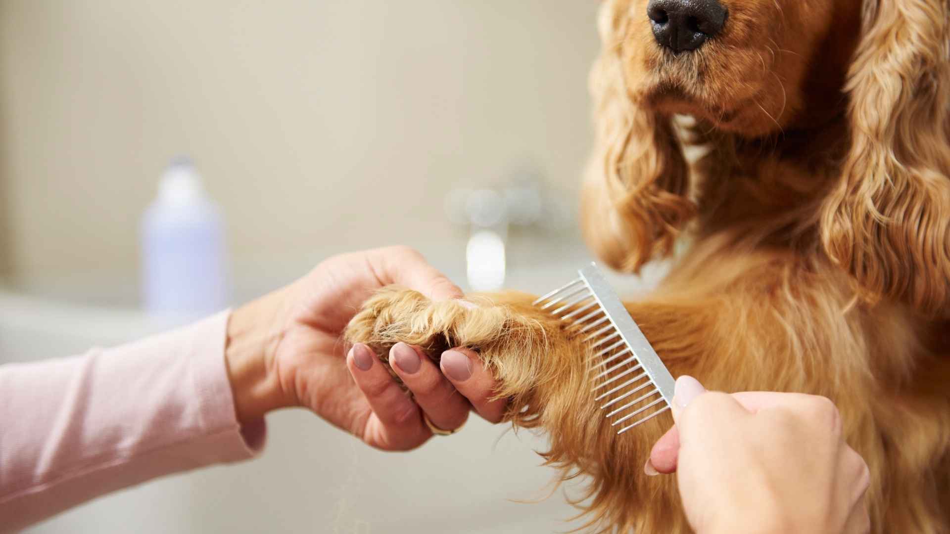 Servicios grooming para perros